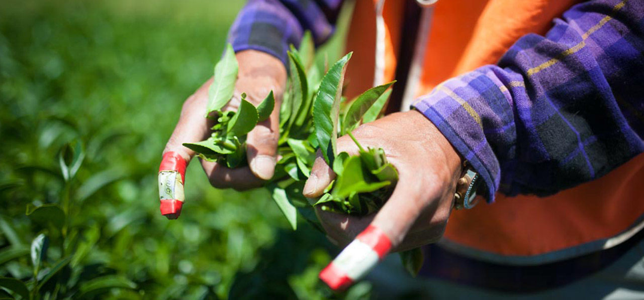 Organic New Zealand Grown Tea - Zealong Tea Estate | Waikato NZ